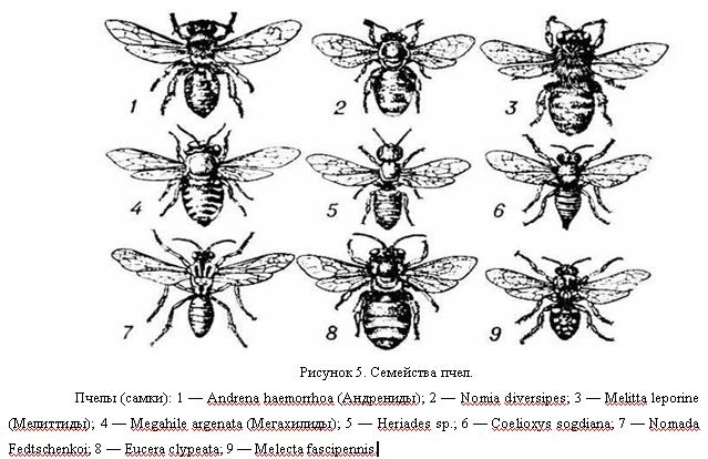 Экология и пчелы. Влияние урбанизации на экологию11