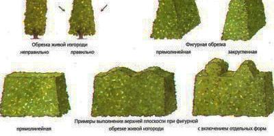 Как сделать декоративный забор из кустарников