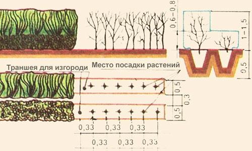 Как сделать декоративный забор из кустарников