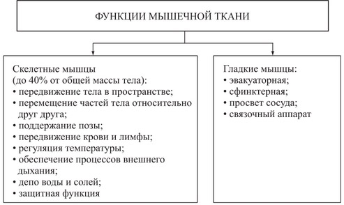 Скелетная система. Опорно-двигательная система Тонкий и толстый кишечник и вспомогательные органы7