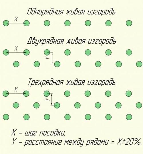 Зеленая изгородь на садовом участке