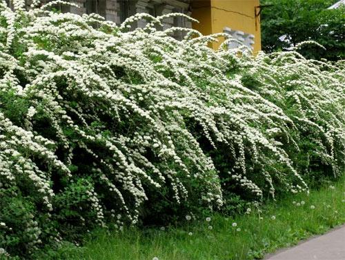 живая изгородь на вилле