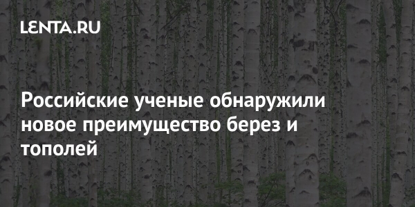 Российские ученые обнаружили новое преимущество берез и тополей